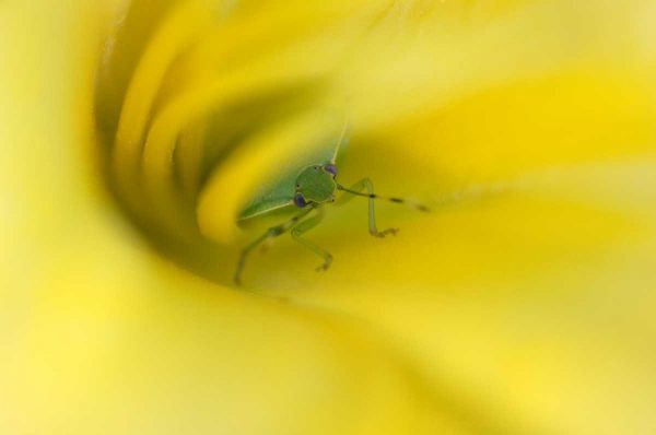 Shield Bug in Lily